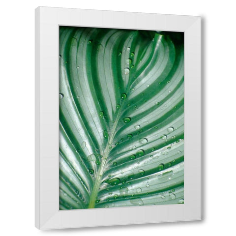 Tropical Leaf White Modern Wood Framed Art Print by Blue, Cyril