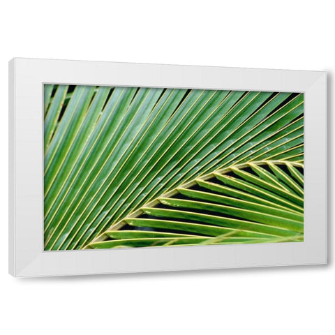 Palm Frond White Modern Wood Framed Art Print by Blue, Cyril