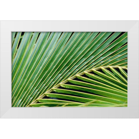 Palm Frond White Modern Wood Framed Art Print by Blue, Cyril