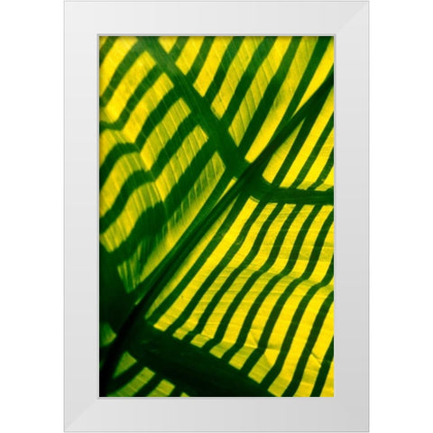 Palm Frond White Modern Wood Framed Art Print by Blue, Cyril