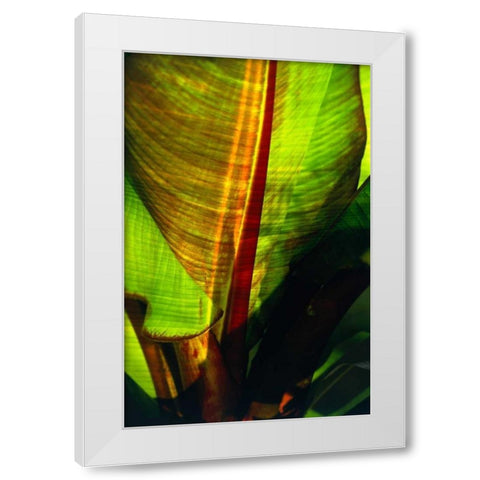 Palm Frond White Modern Wood Framed Art Print by Blue, Cyril