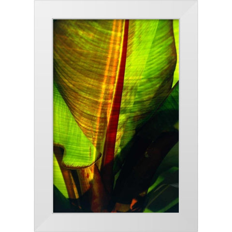 Palm Frond White Modern Wood Framed Art Print by Blue, Cyril
