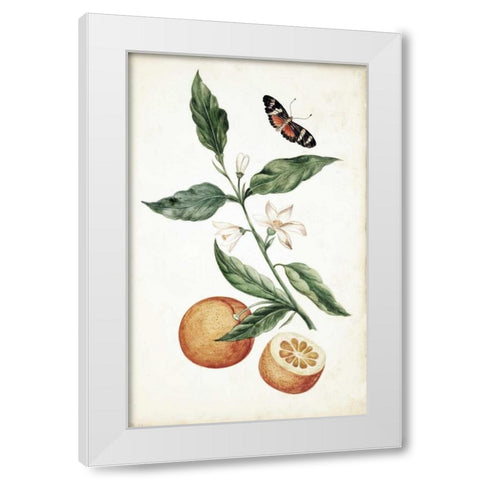 Orange Blossom White Modern Wood Framed Art Print by Markee, Cornelis