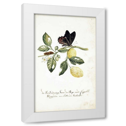 Limmetijen Tree, Butterflies White Modern Wood Framed Art Print by Markee, Cornelis