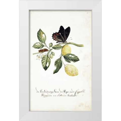 Limmetijen Tree, Butterflies White Modern Wood Framed Art Print by Markee, Cornelis
