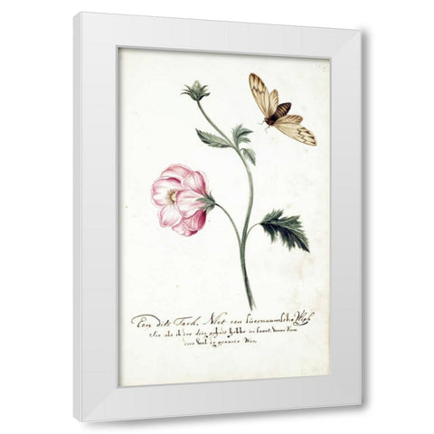 Anemone, Surinam Fly White Modern Wood Framed Art Print by Markee, Cornelis