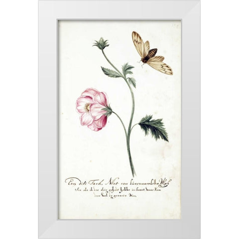 Anemone, Surinam Fly White Modern Wood Framed Art Print by Markee, Cornelis