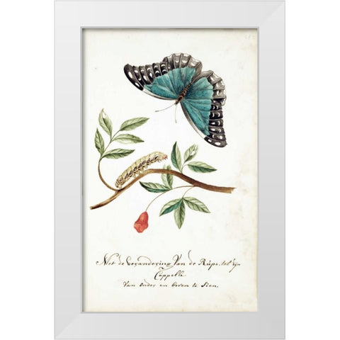 Plant With Leaves, Caterpillar, Butterfly White Modern Wood Framed Art Print by Markee, Cornelis