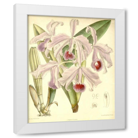 Orchid, Cattleya Lawrenceana White Modern Wood Framed Art Print by Curtis, William
