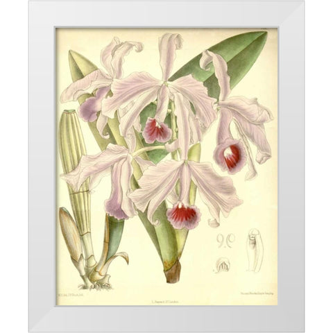 Orchid, Cattleya Lawrenceana White Modern Wood Framed Art Print by Curtis, William