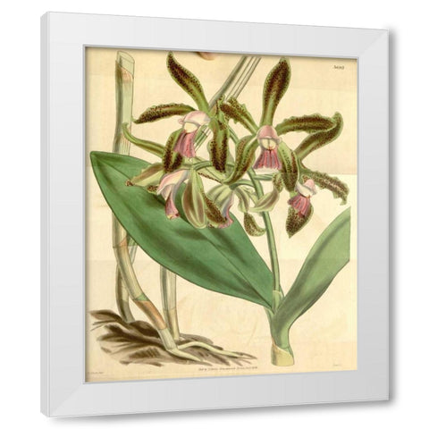 Orchid, Cattleya Guttata White Modern Wood Framed Art Print by Curtis, William
