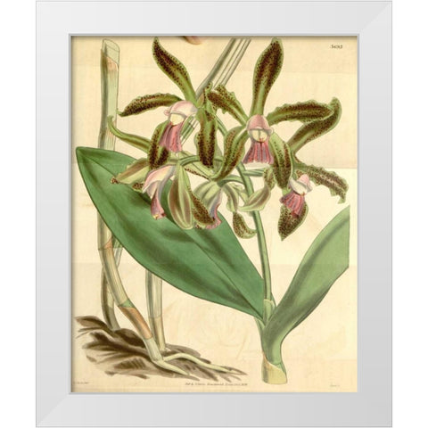 Orchid, Cattleya Guttata White Modern Wood Framed Art Print by Curtis, William