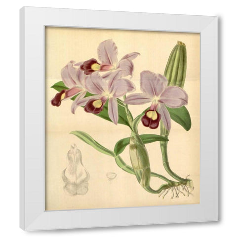 Orchid, Guarianthe Skinneri White Modern Wood Framed Art Print by Curtis, William