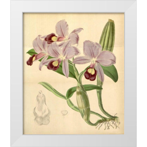 Orchid, Guarianthe Skinneri White Modern Wood Framed Art Print by Curtis, William