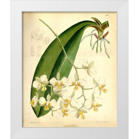 Orchid, Phalaenopsis Stuartiana White Modern Wood Framed Art Print by Curtis, William