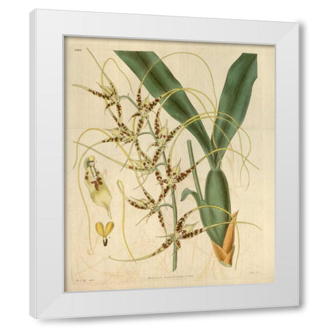 Orchid, Brassia Caudata White Modern Wood Framed Art Print by Curtis, William