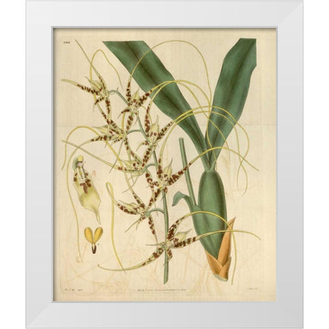 Orchid, Brassia Caudata White Modern Wood Framed Art Print by Curtis, William