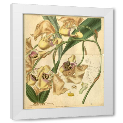 Orchid, Coryanthes Maculata White Modern Wood Framed Art Print by Curtis, William