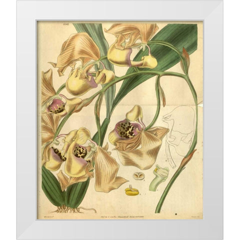 Orchid, Coryanthes Maculata White Modern Wood Framed Art Print by Curtis, William