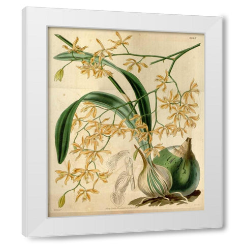 Orchid, Encyclia Candollei White Modern Wood Framed Art Print by Curtis, William