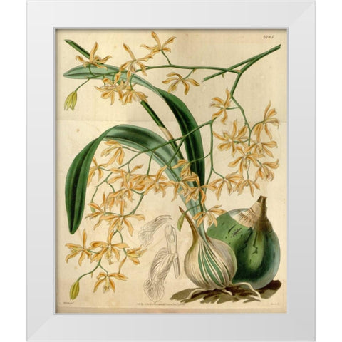 Orchid, Encyclia Candollei White Modern Wood Framed Art Print by Curtis, William