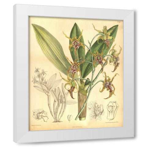 Orchid, Dendrobium Spectabile White Modern Wood Framed Art Print by Curtis, William