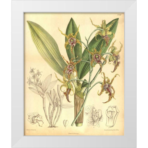 Orchid, Dendrobium Spectabile White Modern Wood Framed Art Print by Curtis, William