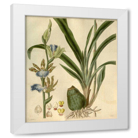 Orchid, Zygopetalum Mackayi White Modern Wood Framed Art Print by Curtis, William
