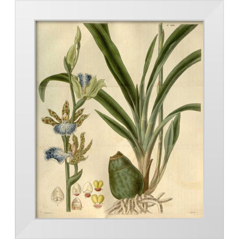Orchid, Zygopetalum Mackayi White Modern Wood Framed Art Print by Curtis, William