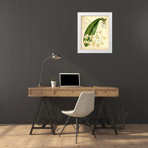 Orchid, Phalaenopsis Stuartiana White Modern Wood Framed Art Print by Curtis, William