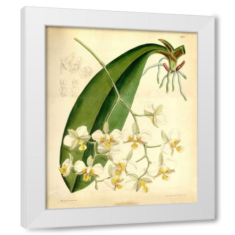 Orchid, Phalaenopsis Stuartiana White Modern Wood Framed Art Print by Curtis, William