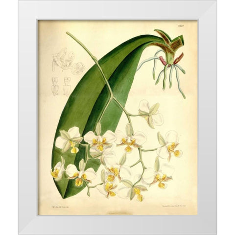 Orchid, Phalaenopsis Stuartiana White Modern Wood Framed Art Print by Curtis, William