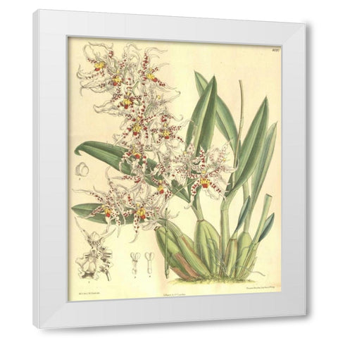 Orchid, Odontoglossum Naevium White Modern Wood Framed Art Print by Curtis, William