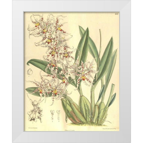 Orchid, Odontoglossum Naevium White Modern Wood Framed Art Print by Curtis, William