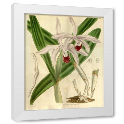 Orchid, Cattleya Intermedia White Modern Wood Framed Art Print by Curtis, William