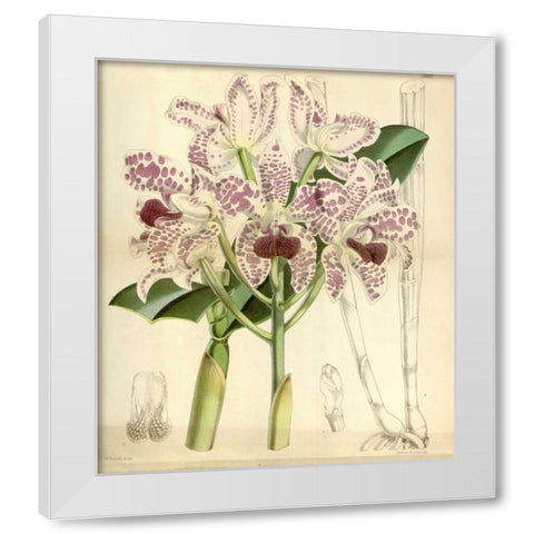 Orchid, Cattleya Amethystoglossa White Modern Wood Framed Art Print by Curtis, William
