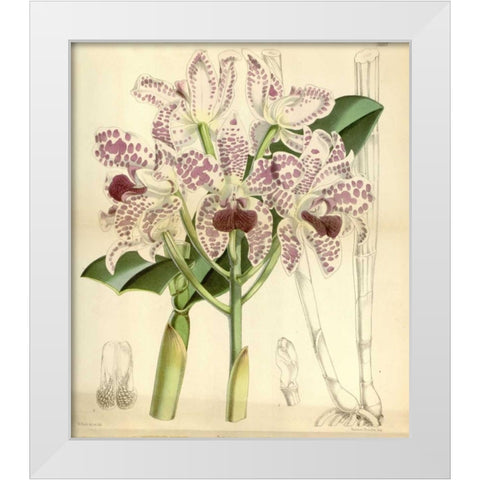 Orchid, Cattleya Amethystoglossa White Modern Wood Framed Art Print by Curtis, William