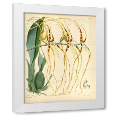 Orchid, Brassia Arcuigera White Modern Wood Framed Art Print by Curtis, William