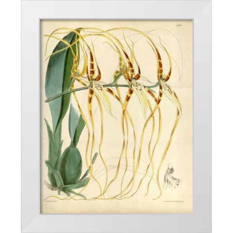 Orchid, Brassia Arcuigera White Modern Wood Framed Art Print by Curtis, William