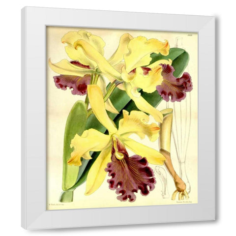 Orchid, Cattleya Dowiana White Modern Wood Framed Art Print by Curtis, William