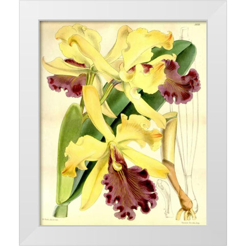 Orchid, Cattleya Dowiana White Modern Wood Framed Art Print by Curtis, William