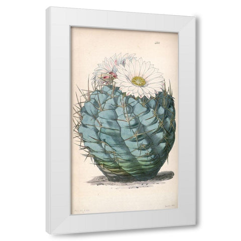 Cactus White Modern Wood Framed Art Print by Curtis, William