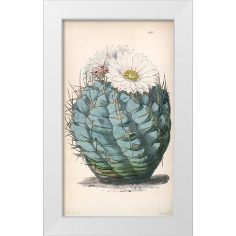 Cactus White Modern Wood Framed Art Print by Curtis, William