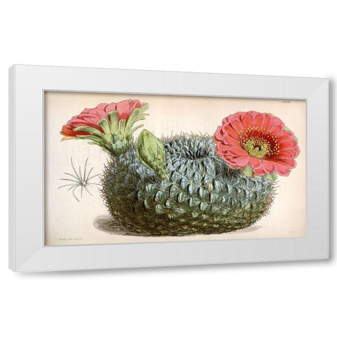 Cactus White Modern Wood Framed Art Print by Curtis, William