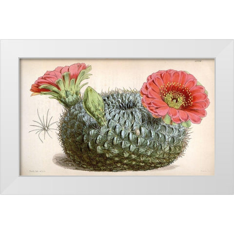Cactus White Modern Wood Framed Art Print by Curtis, William