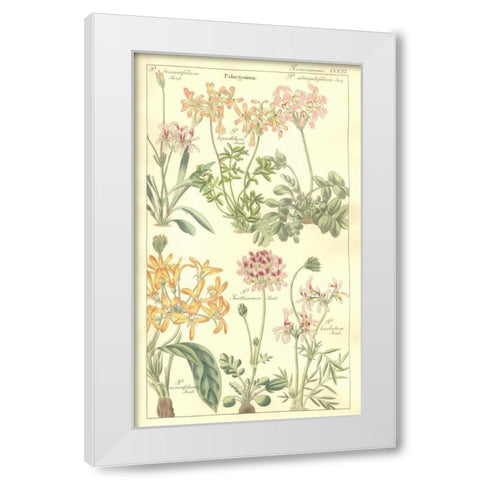 Geraniums White Modern Wood Framed Art Print by Dietrich, David