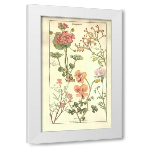 Geraniums White Modern Wood Framed Art Print by Dietrich, David