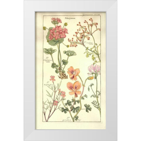 Geraniums White Modern Wood Framed Art Print by Dietrich, David
