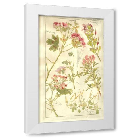 Geraniums White Modern Wood Framed Art Print by Dietrich, David