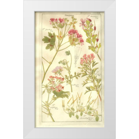 Geraniums White Modern Wood Framed Art Print by Dietrich, David